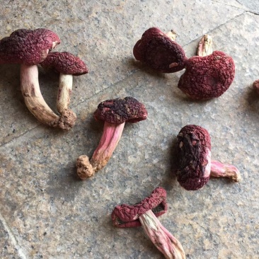野生红菇，小标，二标。个个精选，没底面，现场视频。