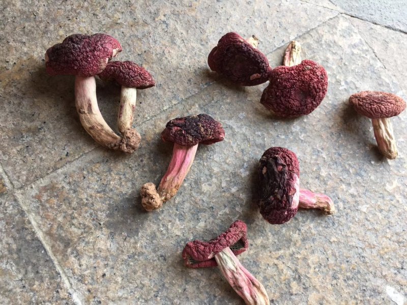 野生红菇，小标，二标。个个精选，没底面，现场视频。