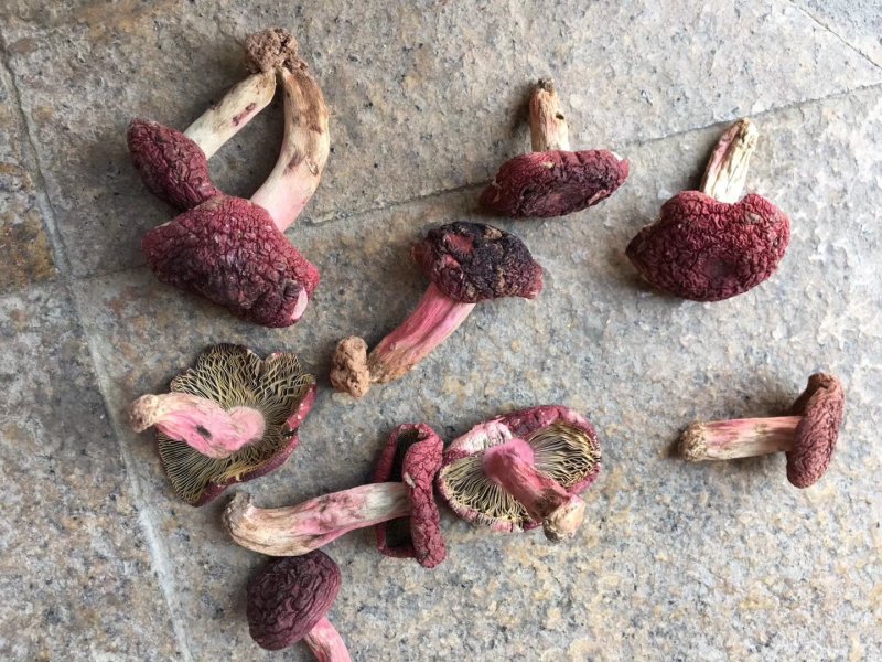野生红菇，小标，二标。个个精选，没底面，现场视频。