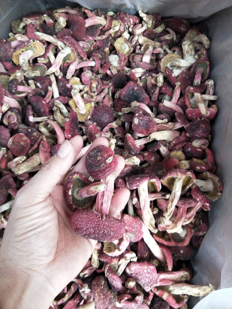 野生红菇，小标，二标。个个精选，没底面，现场视频。