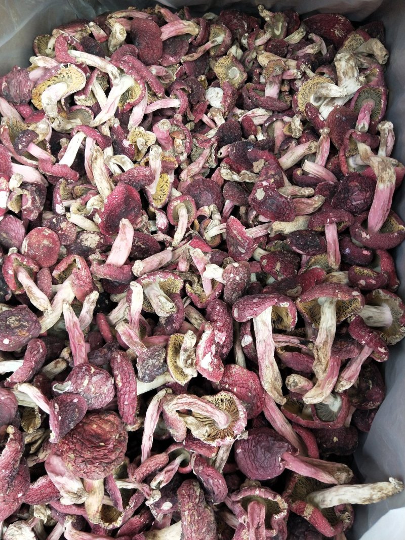 野生红菇，小标，二标。个个精选，没底面，现场视频。