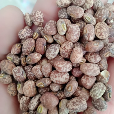 江豆，辽宁朝阳北票的的江豆