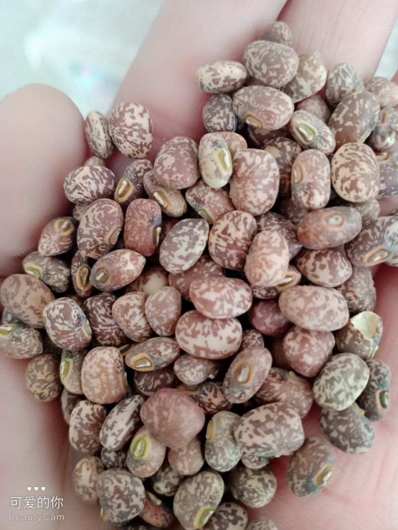 江豆，辽宁朝阳北票的的江豆