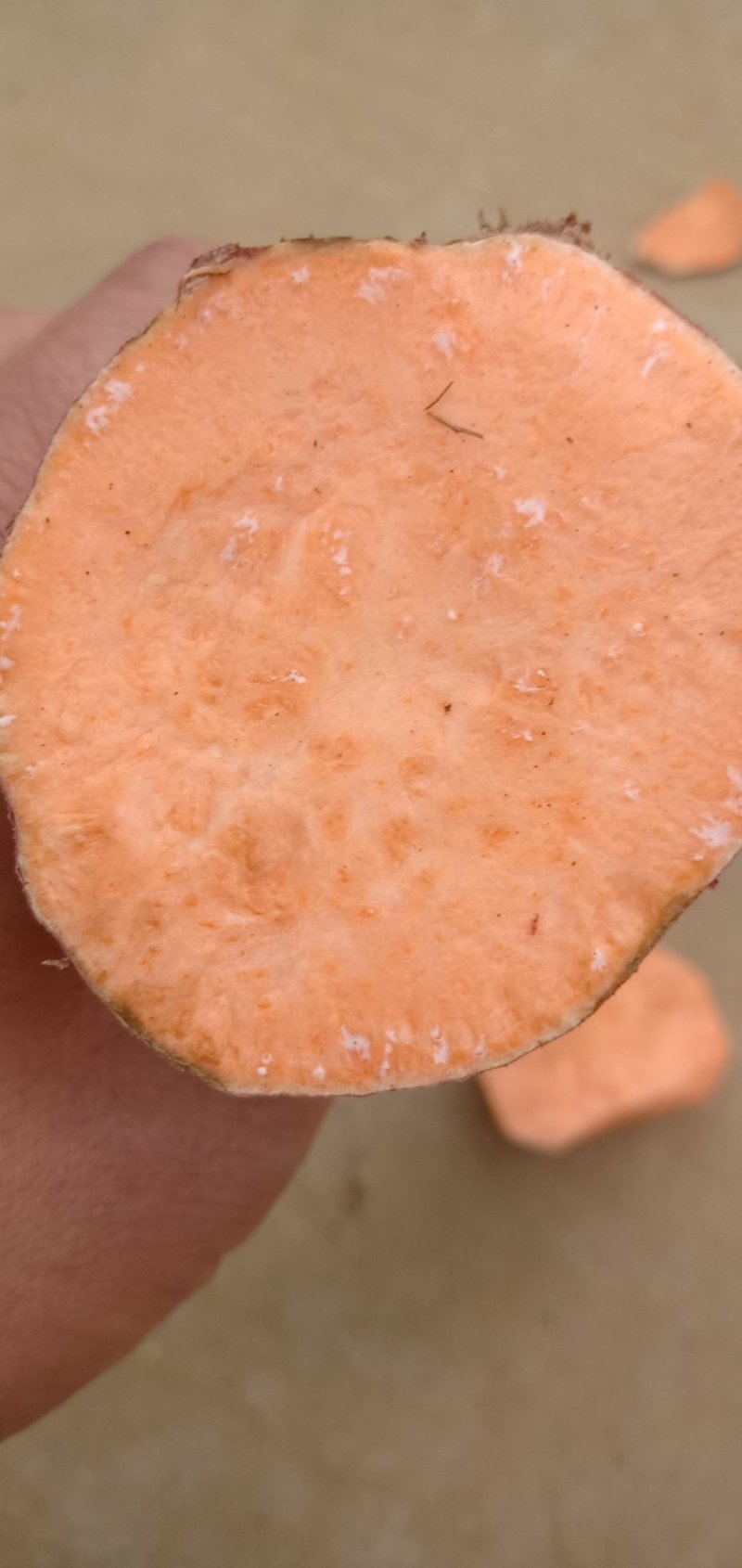 红心王红薯/新鲜红薯大量供应/货品新鲜/糯红薯