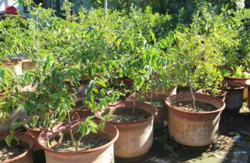 优质冬枣树苗基地直发包成活包品种诚信经营放心苗
