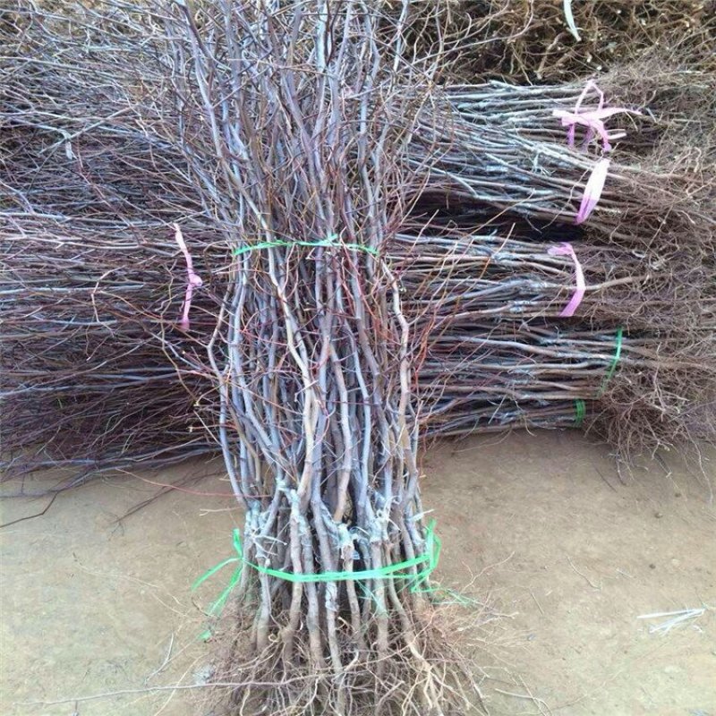 优质冬枣树苗基地直发包成活包品种诚信经营放心苗
