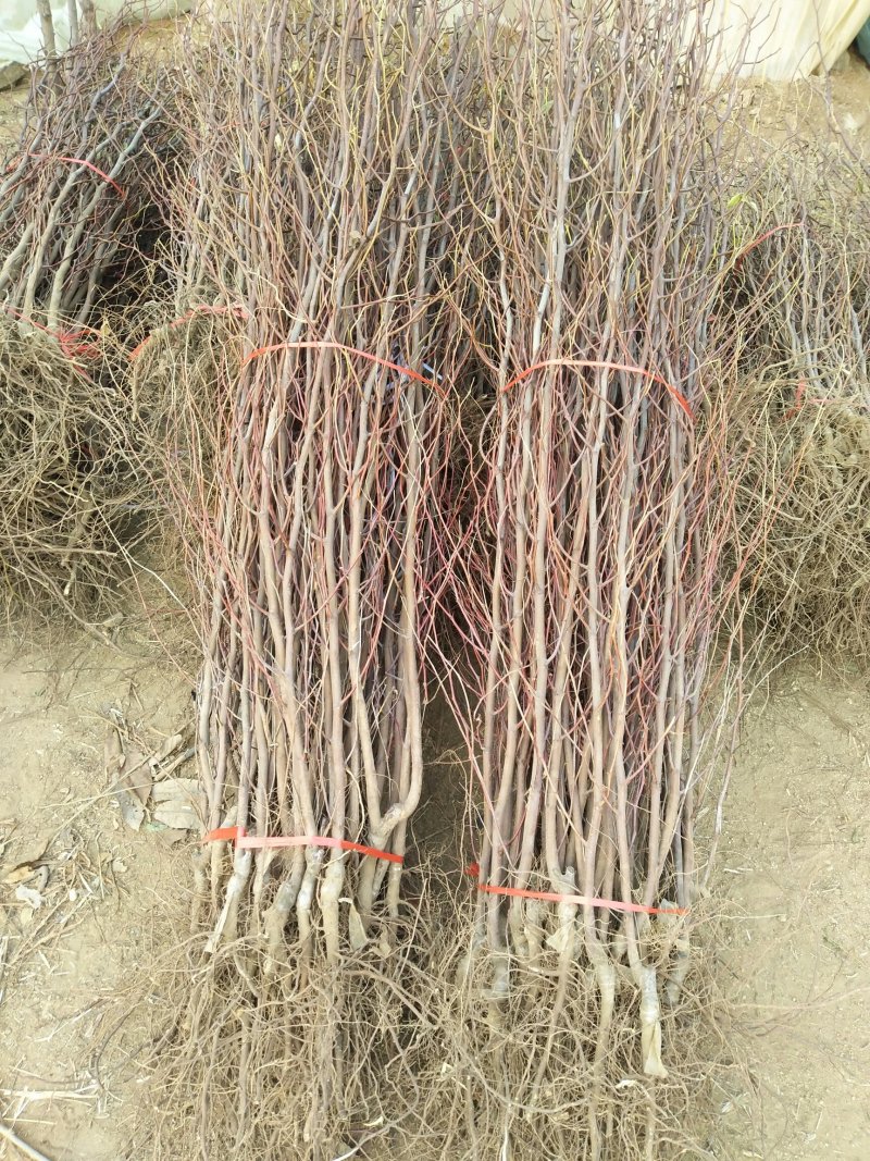 优质冬枣树苗基地直发包成活包品种诚信经营放心苗