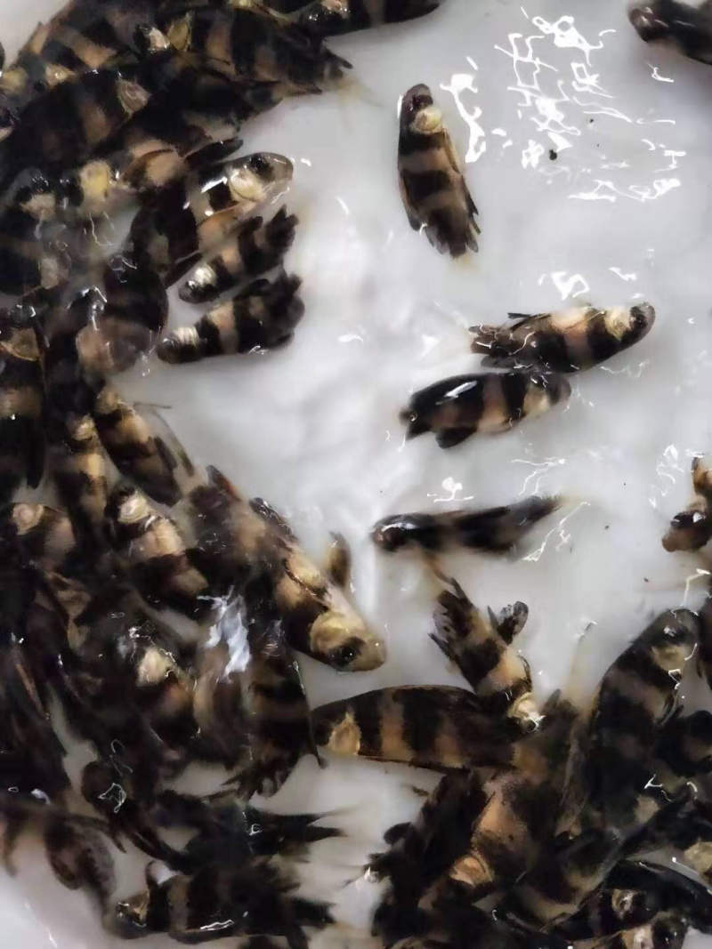 胭脂鱼苗一帆风顺鱼苗成活率高生长快