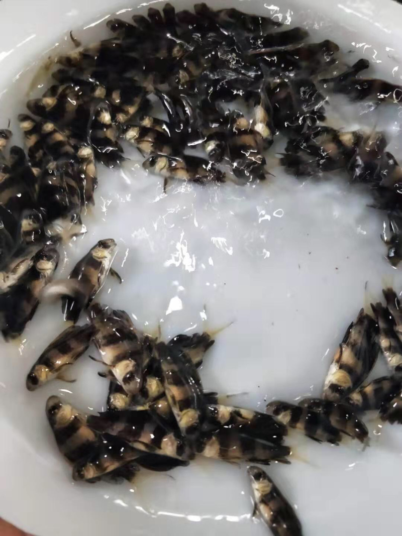 胭脂鱼苗一帆风顺鱼苗成活率高生长快