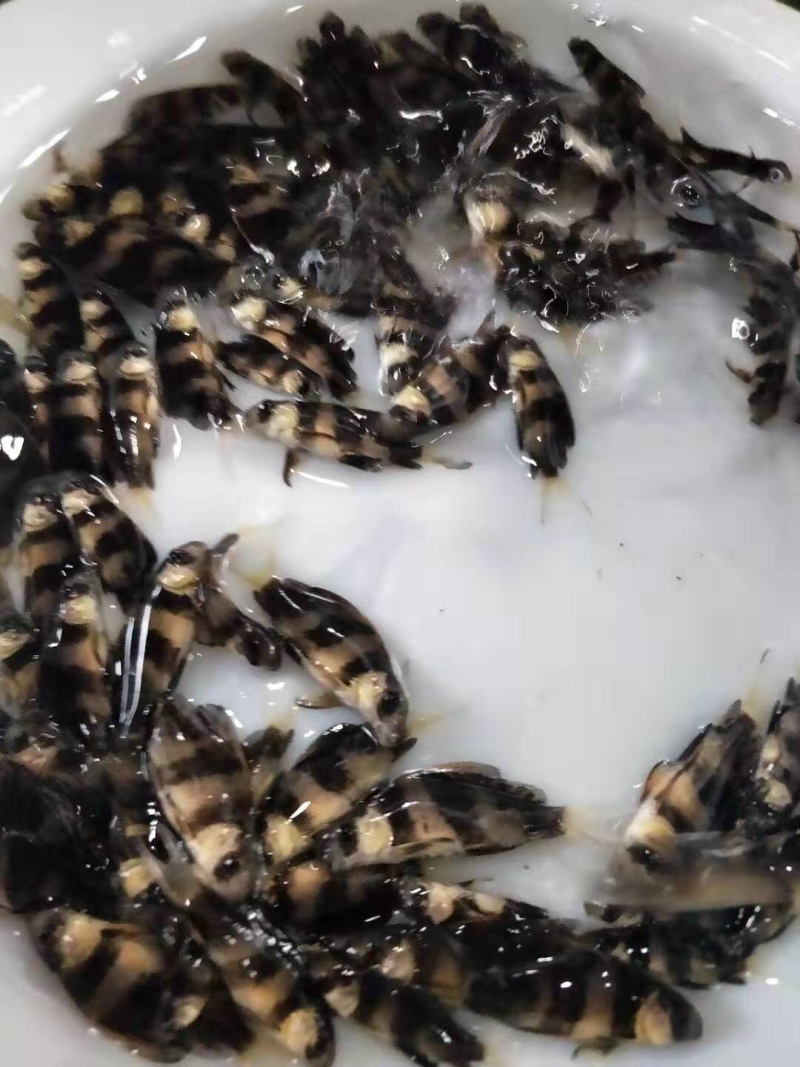 胭脂鱼苗一帆风顺鱼苗成活率高生长快