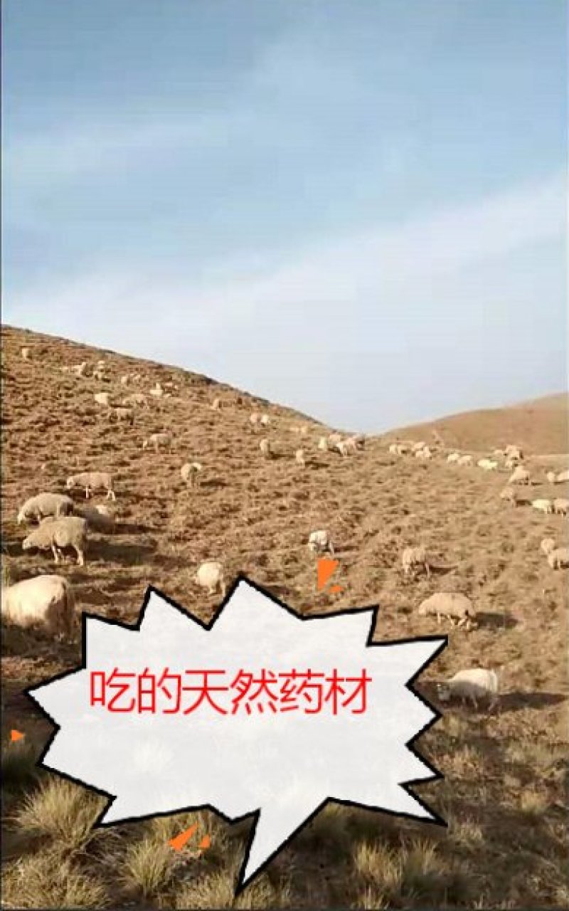 内蒙古武川县草原生态羊