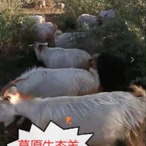 内蒙古武川县草原生态羊