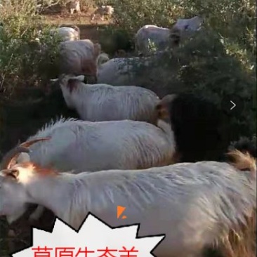 内蒙古武川县草原生态羊