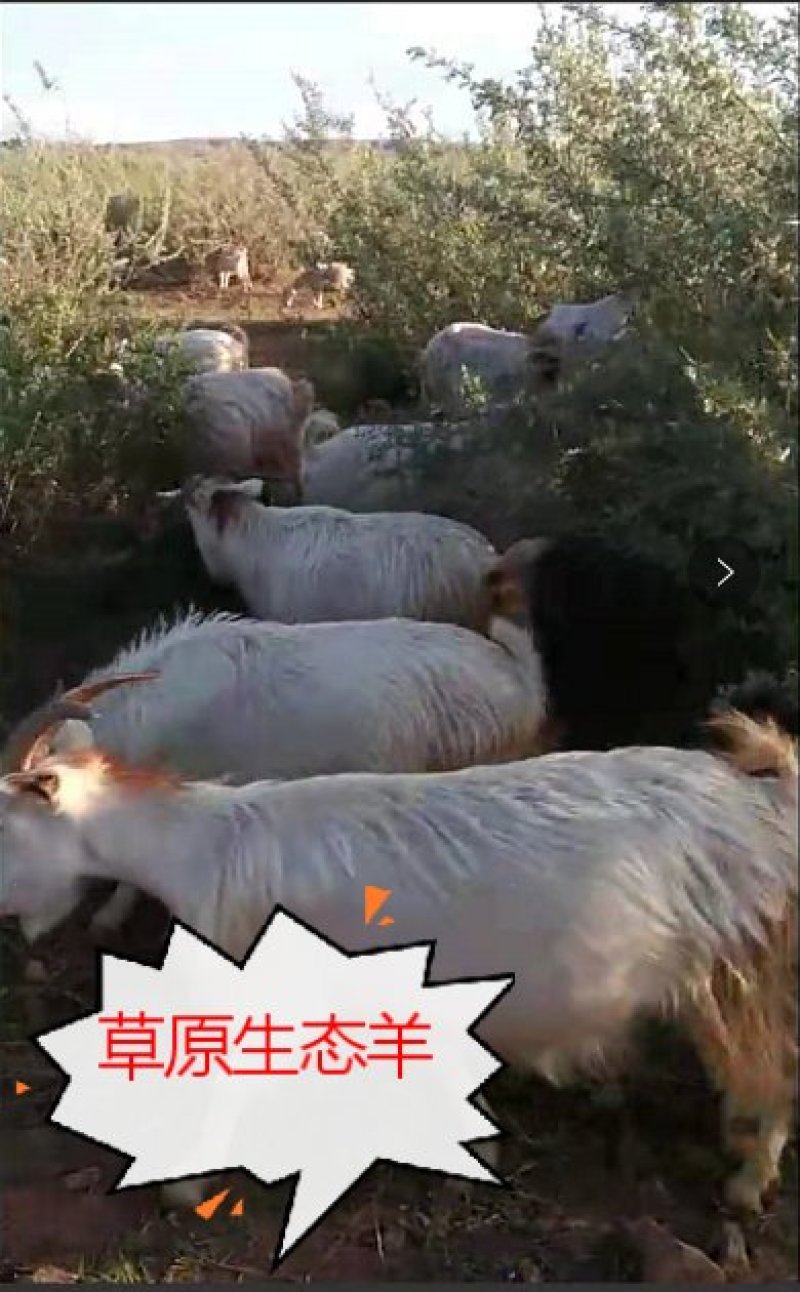 内蒙古武川县草原生态羊