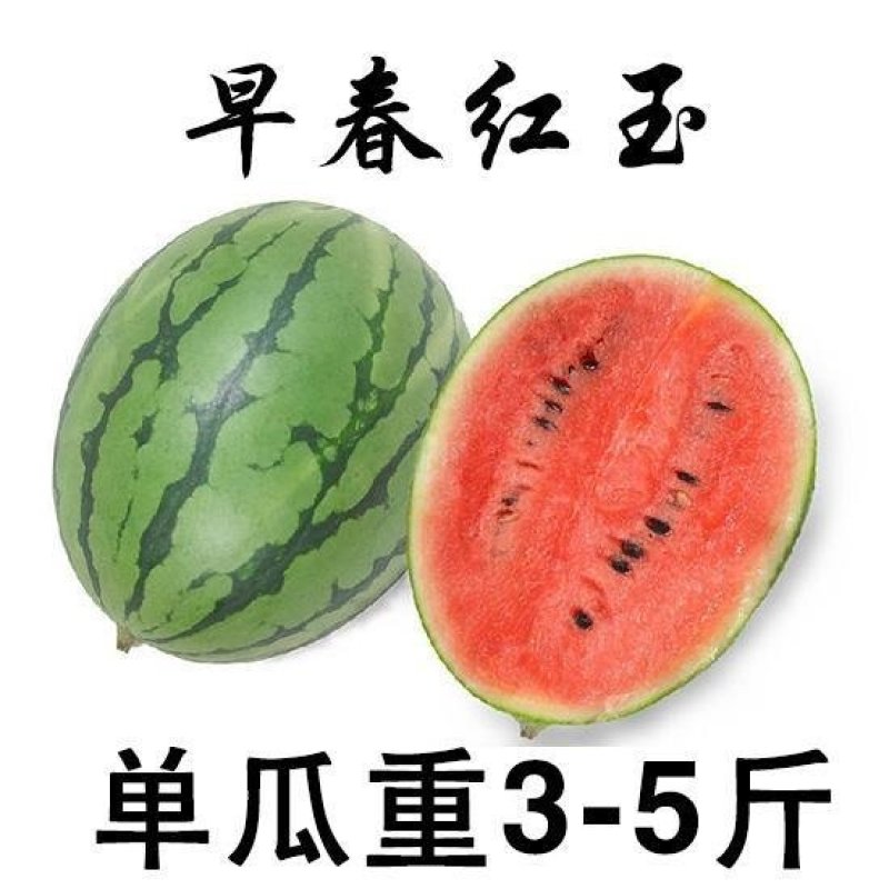 早春红玉西瓜种子小型礼品瓜四季水果种子早熟口感甜脆爽