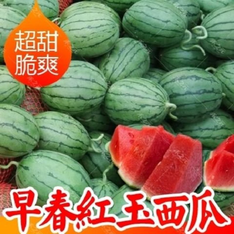 早春红玉西瓜种子小型礼品瓜四季水果种子早熟口感甜脆爽