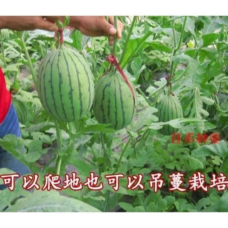 早春红玉西瓜种子小型礼品瓜四季水果种子早熟口感甜脆爽