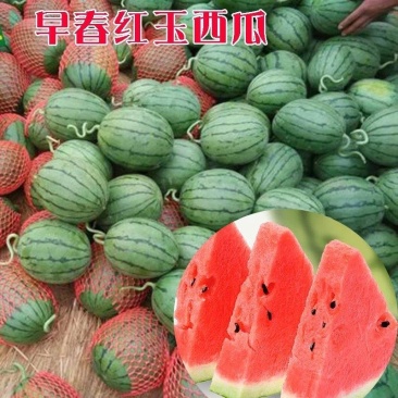 早春红玉西瓜种子小型礼品瓜四季水果种子早熟口感甜脆爽