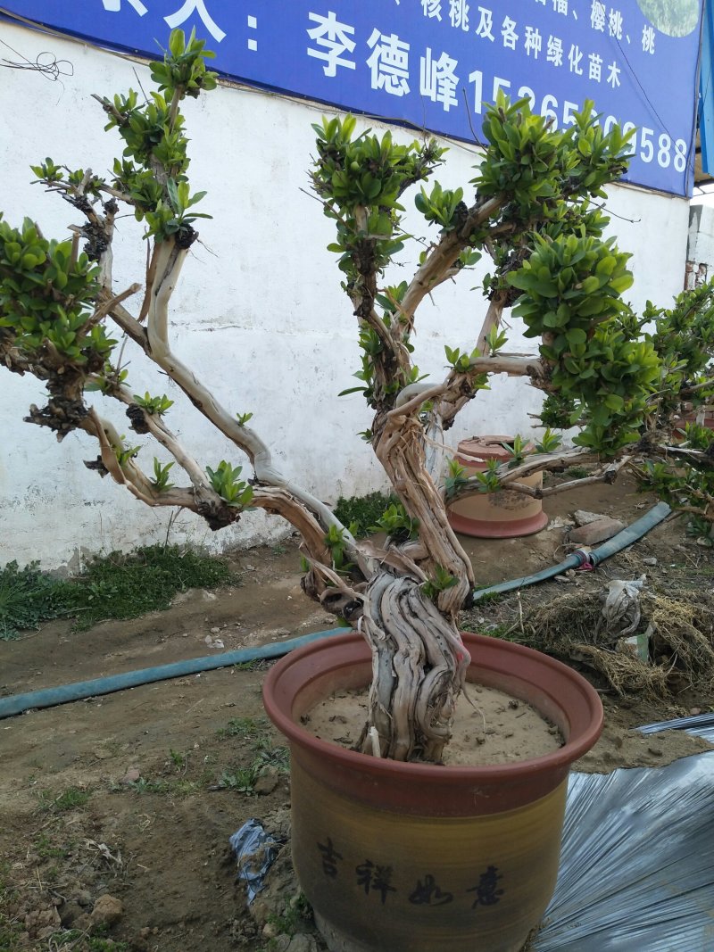优质四季金银花苗基地直发品种优良包成活诚信经营放心苗