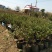 优质四季金银花苗基地直发品种优良包成活诚信经营放心苗