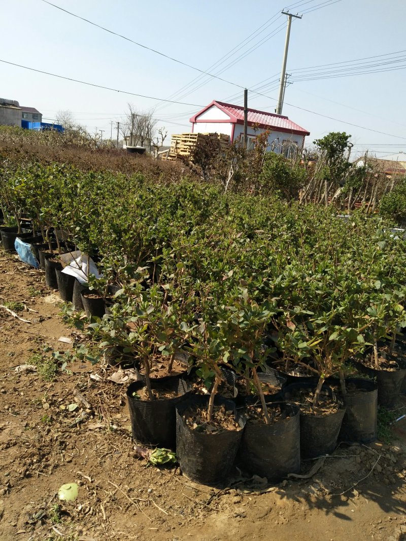 优质四季金银花苗基地直发品种优良包成活诚信经营放心苗