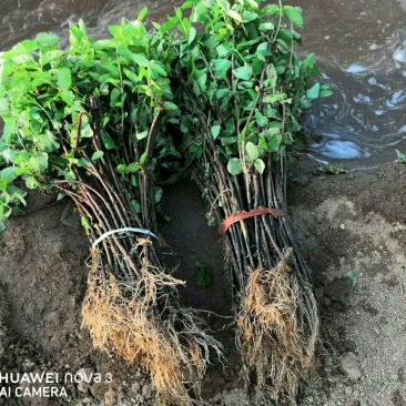优质四季金银花苗基地直发品种优良包成活诚信经营放心苗