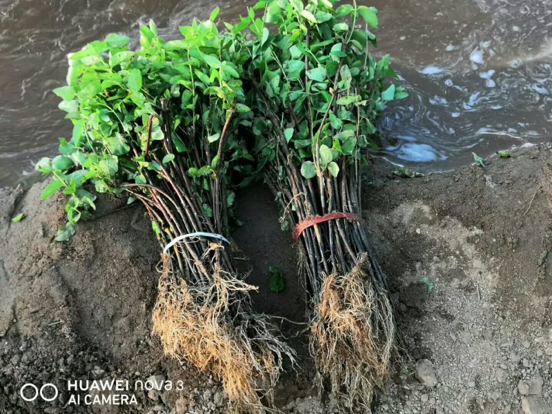 优质四季金银花苗基地直发品种优良包成活诚信经营放心苗
