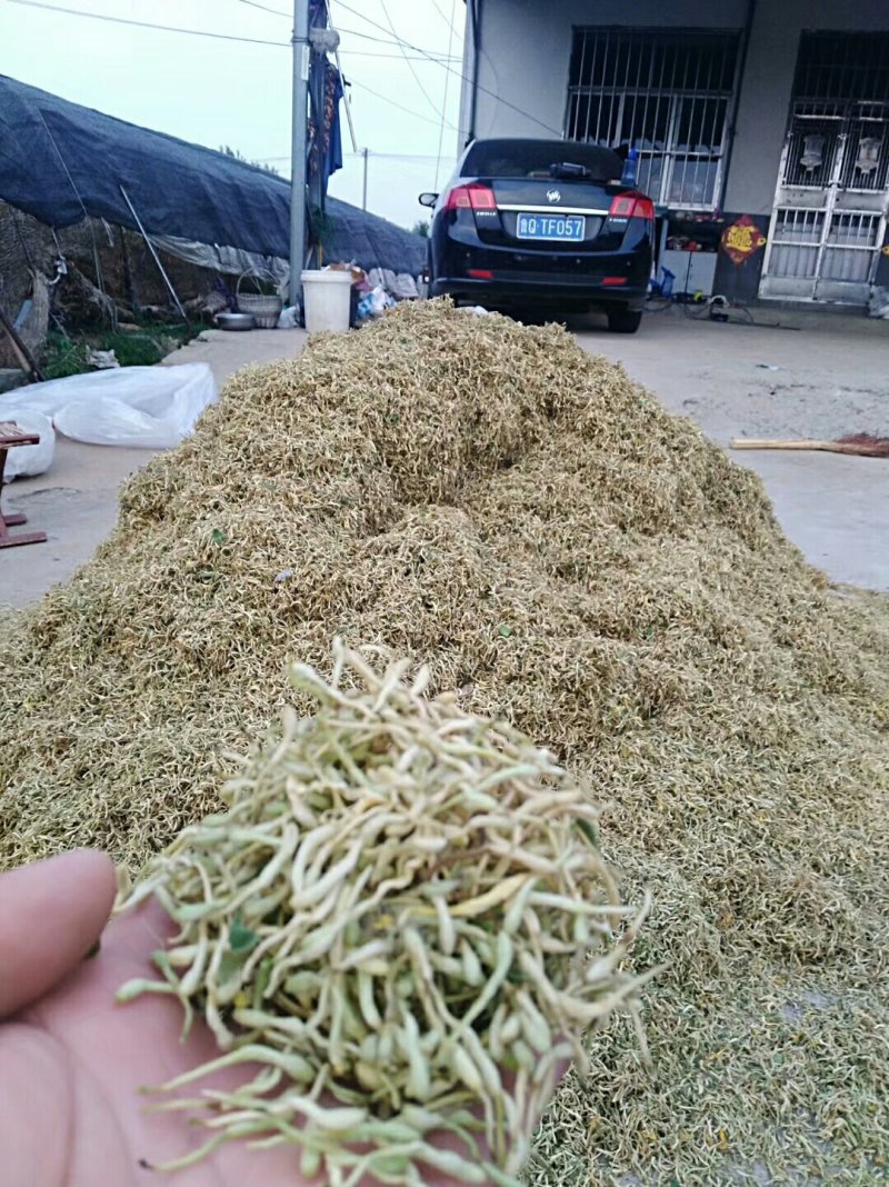 优质四季金银花苗基地直发品种优良包成活诚信经营放心苗