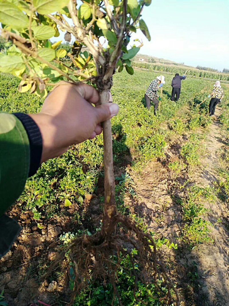 优质四季金银花苗基地直发品种优良包成活诚信经营放心苗