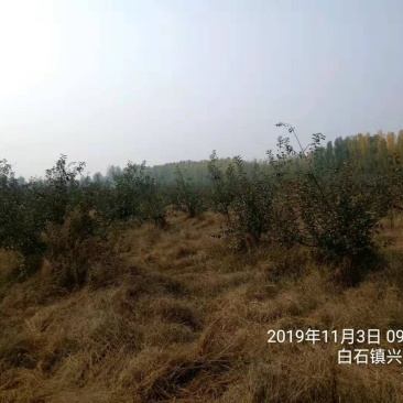 苹果树