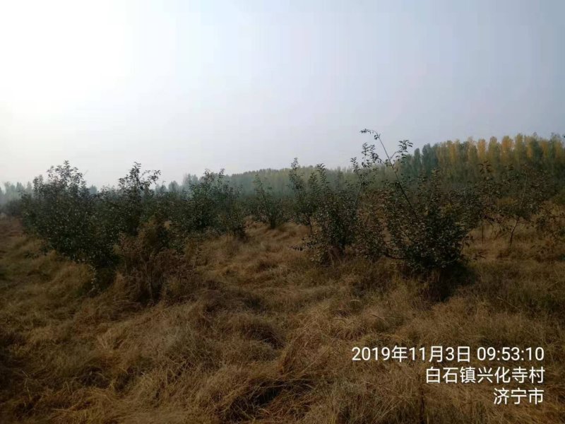 苹果树