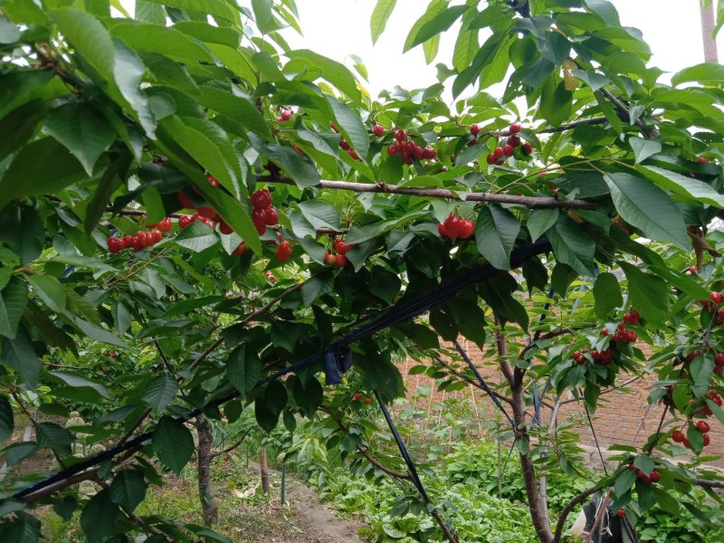 樱桃苗2-3公分的美早樱桃树
