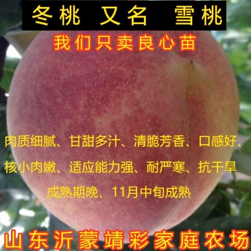 冬桃苗晚熟冬桃苗雪桃苗晚熟桃树苗南北方种植嫁接桃