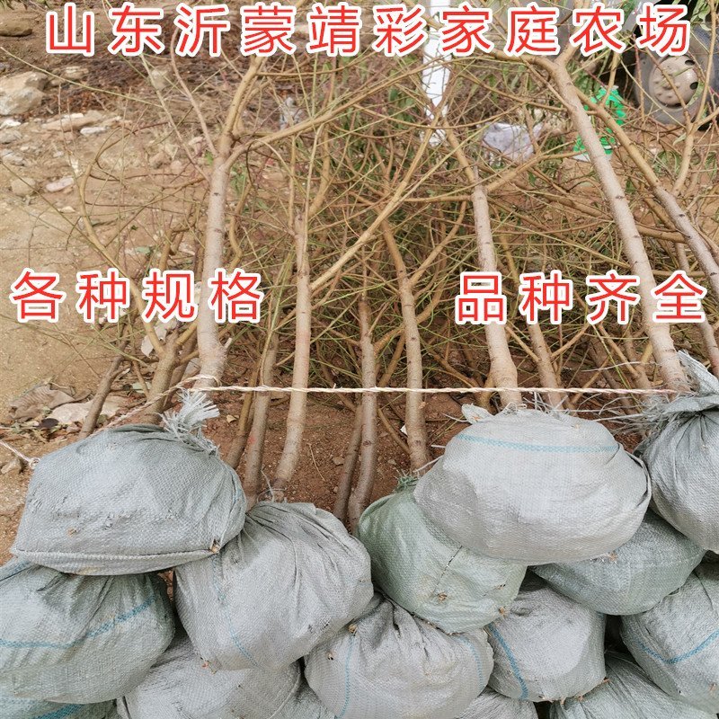 冬桃苗晚熟冬桃苗雪桃苗晚熟桃树苗南北方种植嫁接桃