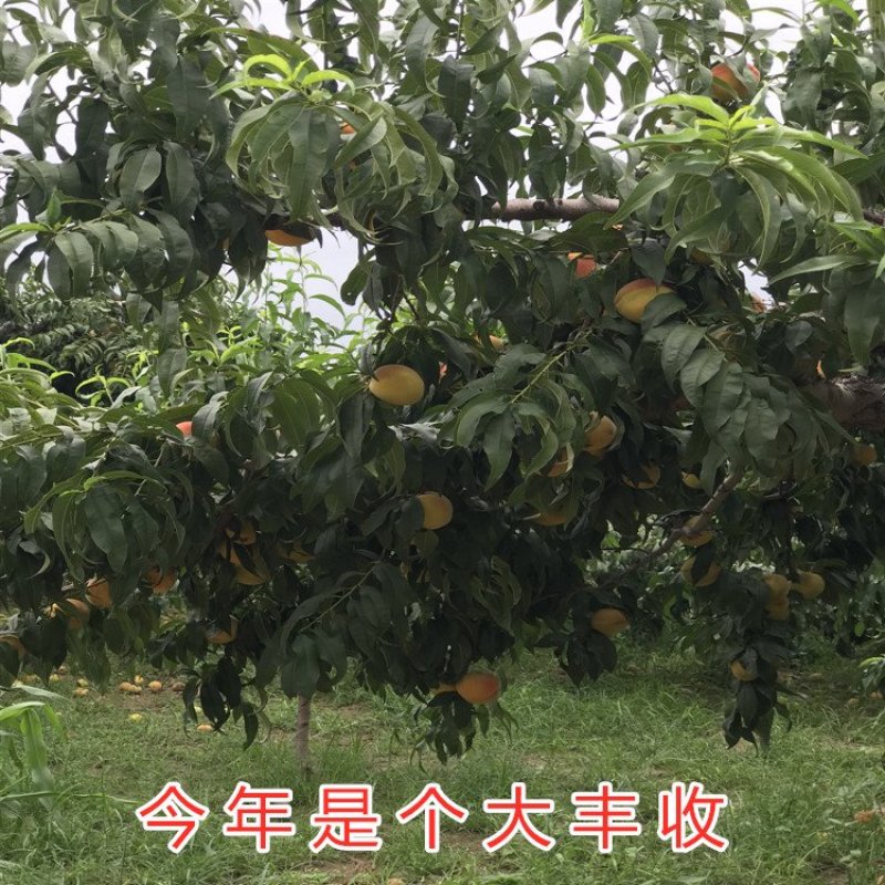 冬桃苗晚熟冬桃苗雪桃苗晚熟桃树苗南北方种植嫁接桃