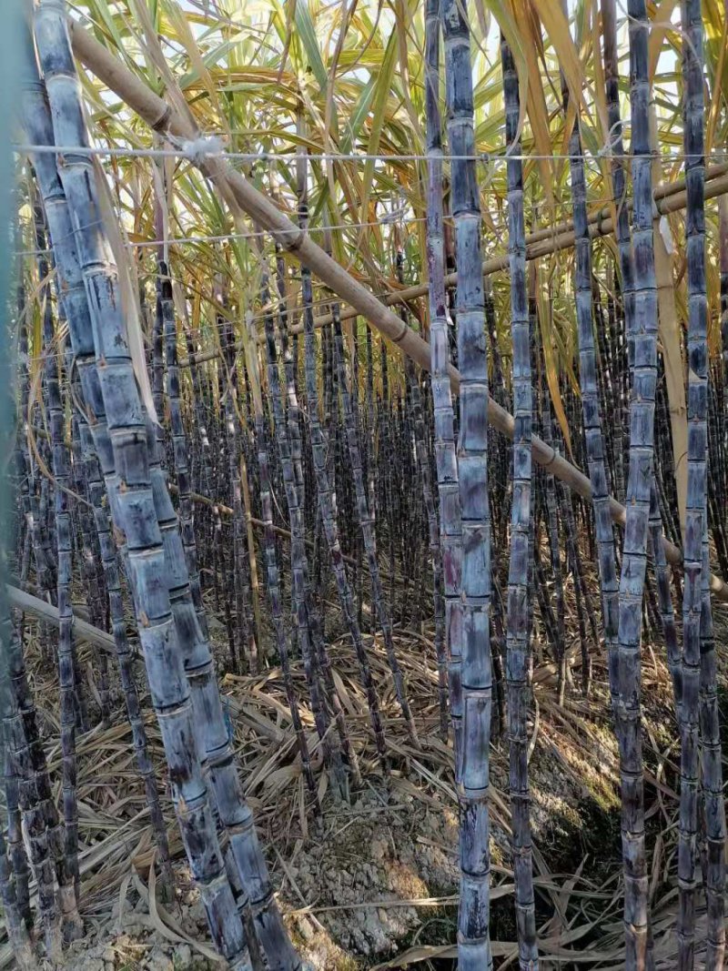 广东黑皮甘蔗