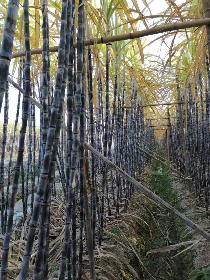 广东黑皮甘蔗