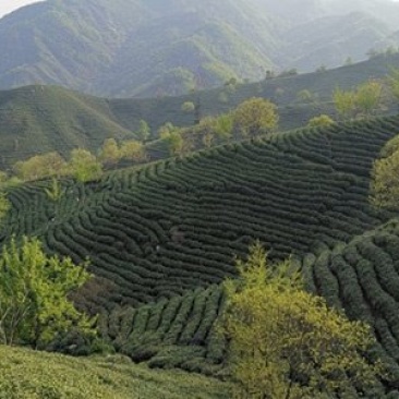信阳毛尖商城高山茶