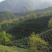 信阳毛尖商城高山茶