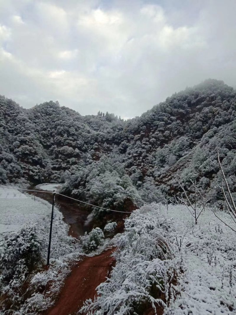 淡水鱼类