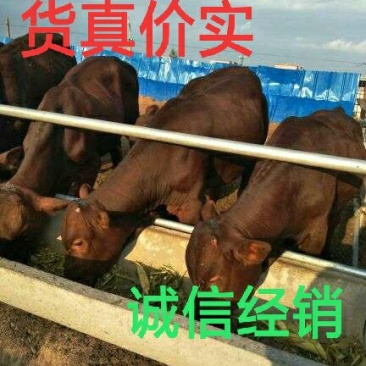 利木赞牛自由挑选，诚信销售