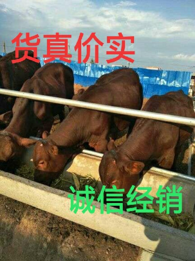 利木赞牛自由挑选，诚信销售