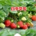 草莓苗四季草莓苗奶油草莓苗水果草莓苗