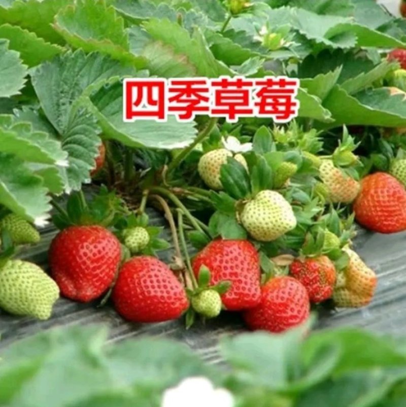 草莓苗四季草莓苗奶油草莓苗水果草莓苗