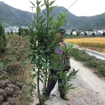 法国冬青绿篱苗，绿篱强专用苗，基地直销