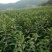 法国冬青绿篱苗，绿篱强专用苗，基地直销