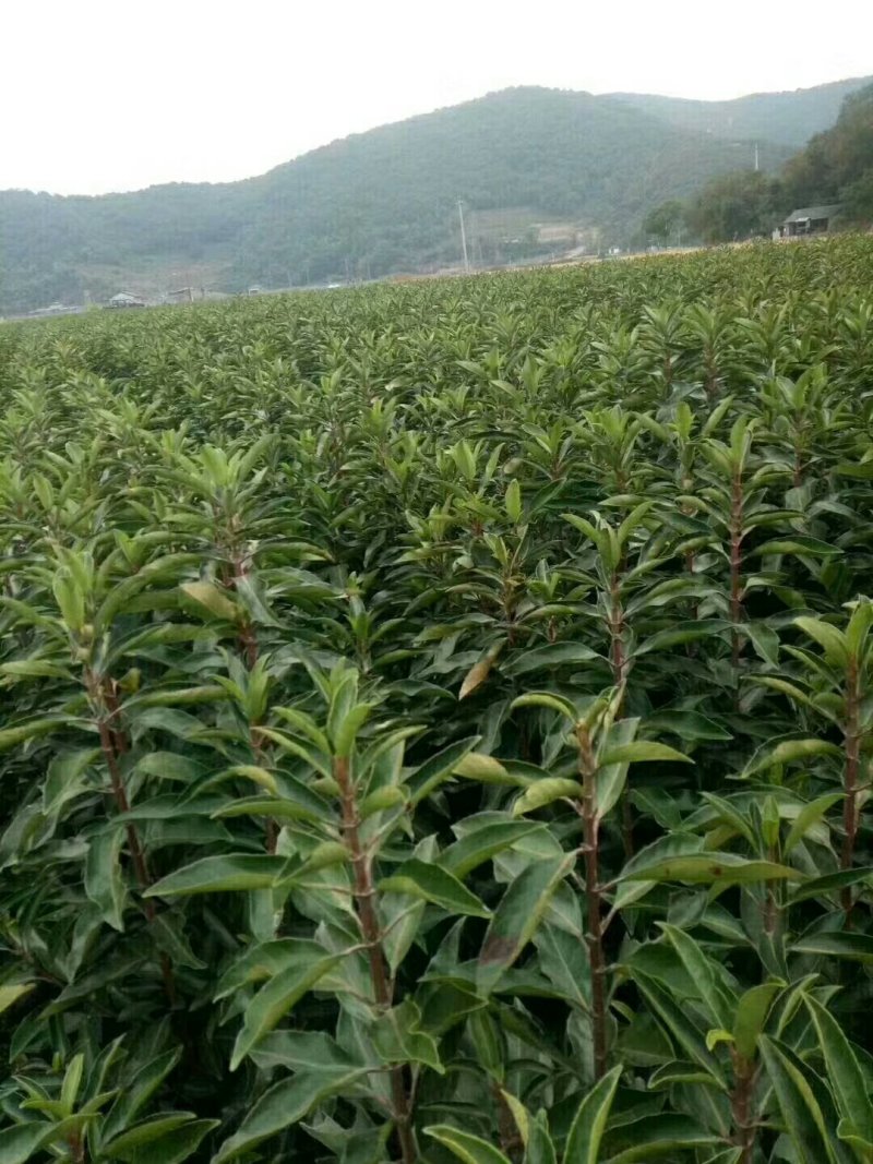 法国冬青绿篱苗，绿篱强专用苗，基地直销