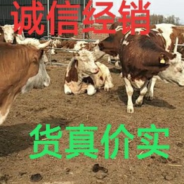 优质怀胎大母牛出售【产地销售，货真价实】