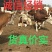 优质怀胎大母牛出售【产地销售，货真价实】