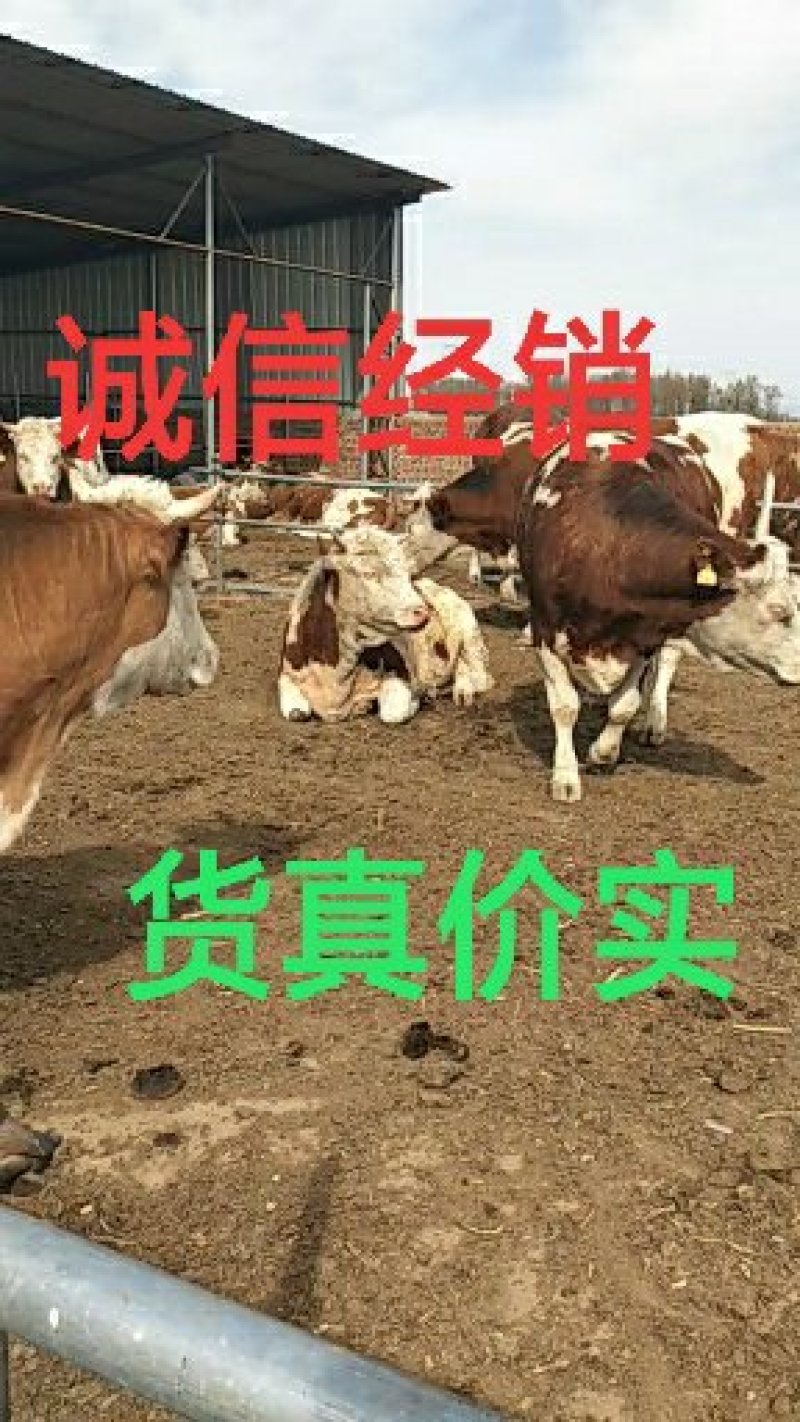 优质怀胎大母牛出售【产地销售，货真价实】